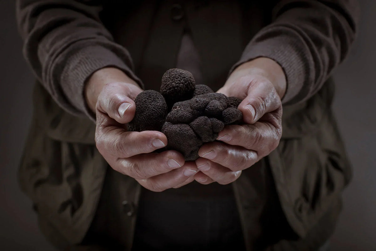 Why Real Italian Truffles Cost More (And Why They're Worth Every Penny
