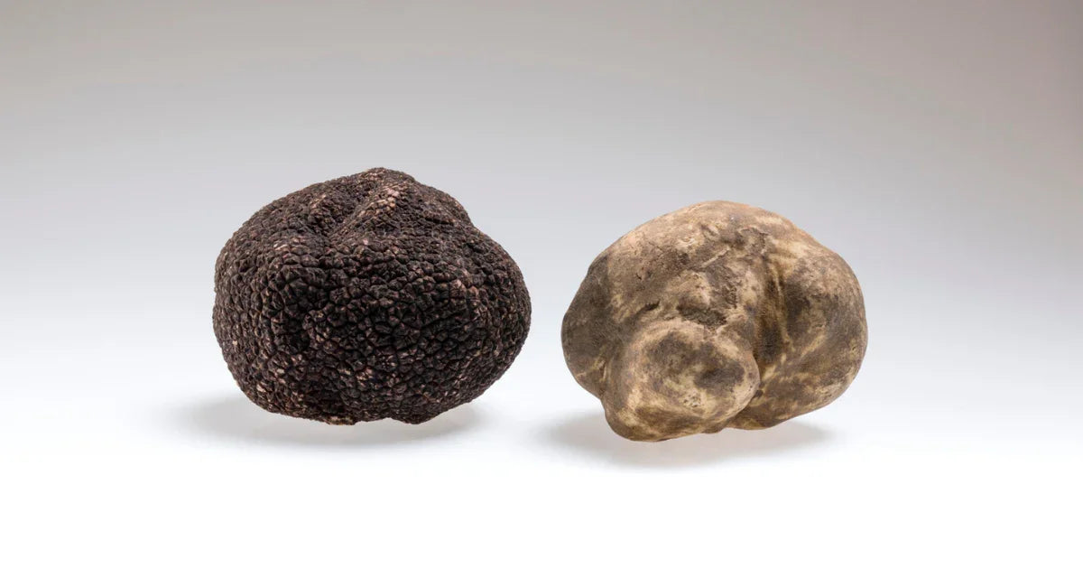 The Difference Between Black Truffle and White Truffle